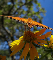 The last butterflies of Summer Gulf Fritillarys on Sunflowers