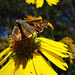 The last butterflies of Summer Fiery Skipper on Sunflowers