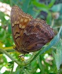 Southern Pearly Eye butterfly (Enodia portlandia)
