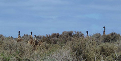 emu periscopes