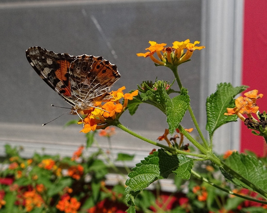 American Lady butterfly