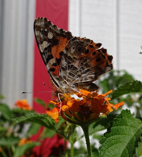 American Lady butterfly