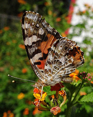 American Lady butterfly