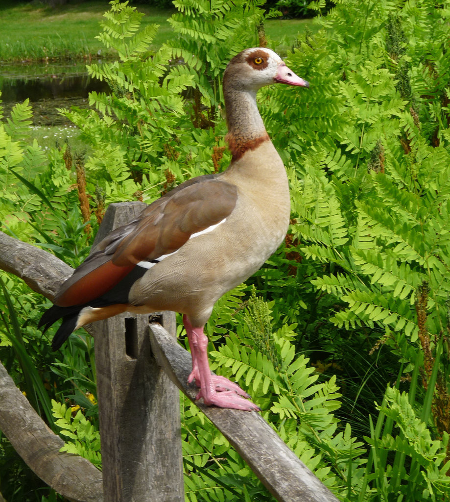 Egyptian Goose