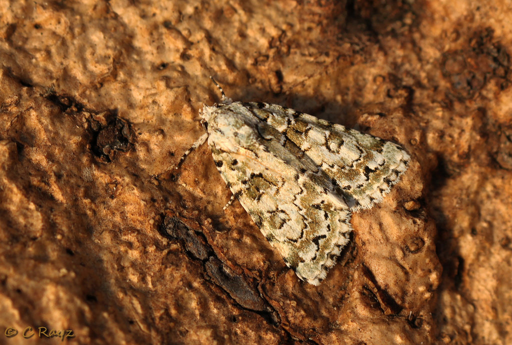Marbled Green Cryphia muralis