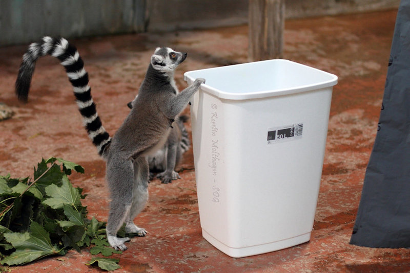 Katta im Eimer? (Hagenbeck)