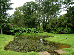 Lily Pond