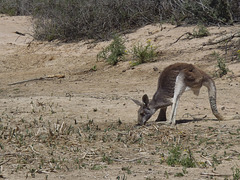 very skinny red roo