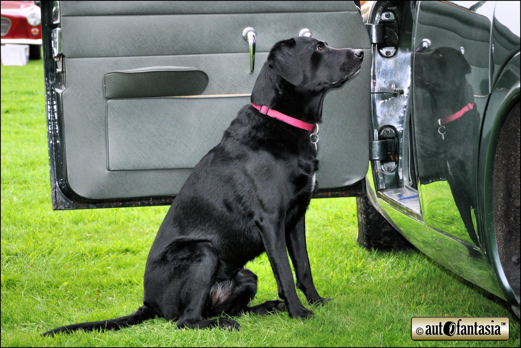 Dogs At Car Shows