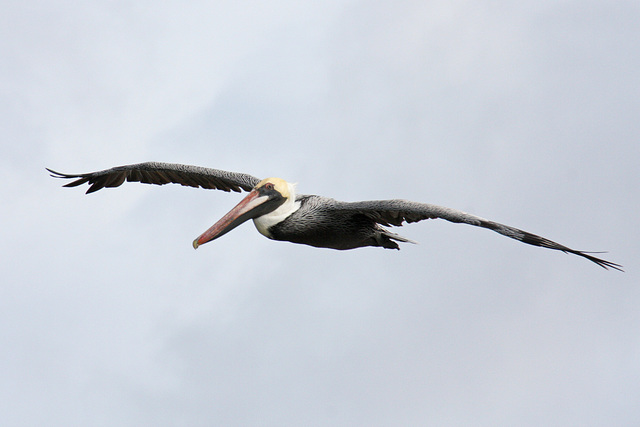 Floating on the wind