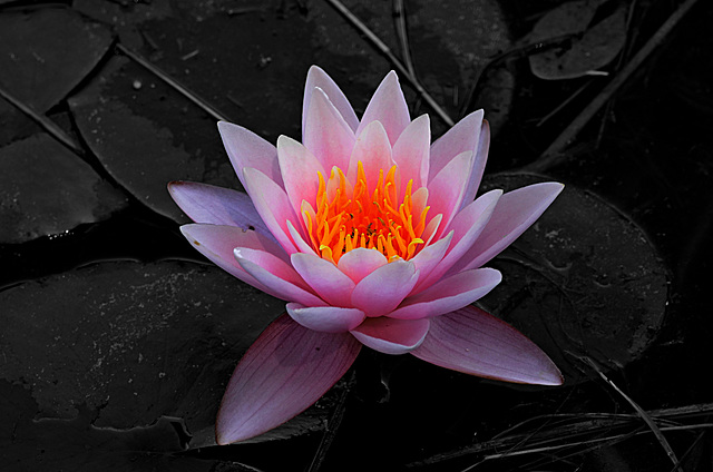 FRÉJUS: Zoo: Un nénuphar rose (Nymphaea 'Fabiola').