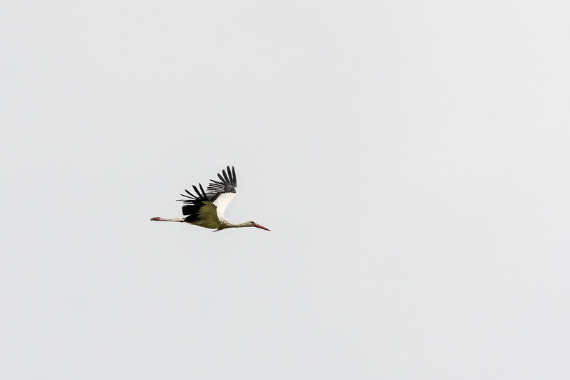 Alsace: Une Cigogne blanche  ( Ciconia ciconia ). 01