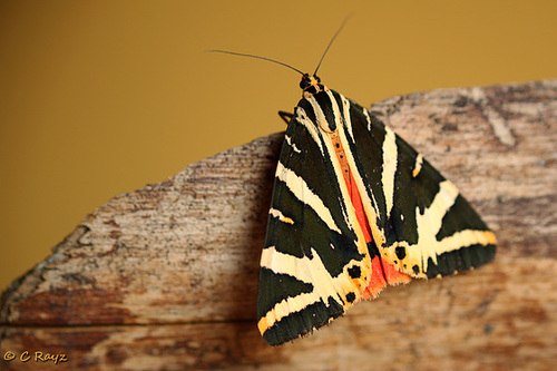 Jersey Tiger