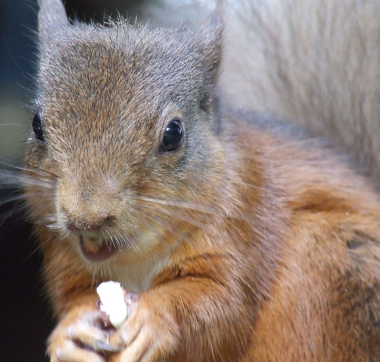 Red Squirrel