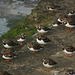 Turnstone resting at High Tide