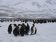 St Andrew's Bay, South Georgia