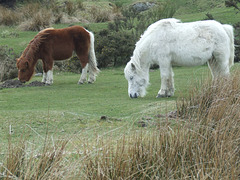 Dartmoor Ponies