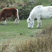 Dartmoor Ponies