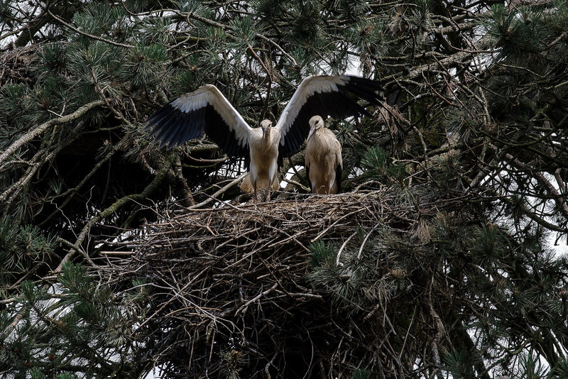 Alsace: Une Cigogne blanche ( Ciconia ciconia ). 03