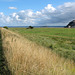 Les herbus de la baie du Mont Saint Michel (Ille-et-Vilaine, Bretagne, France)