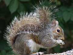 Bushy tailed grey squirrel