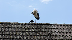 Alsace: Une Cigogne blanche ( Ciconia ciconia ). 05