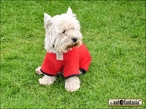 Dogs At Car Shows