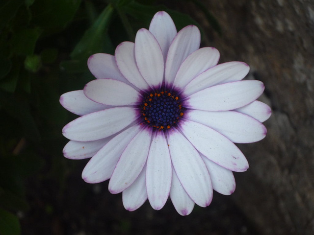 Flor blanca y azul