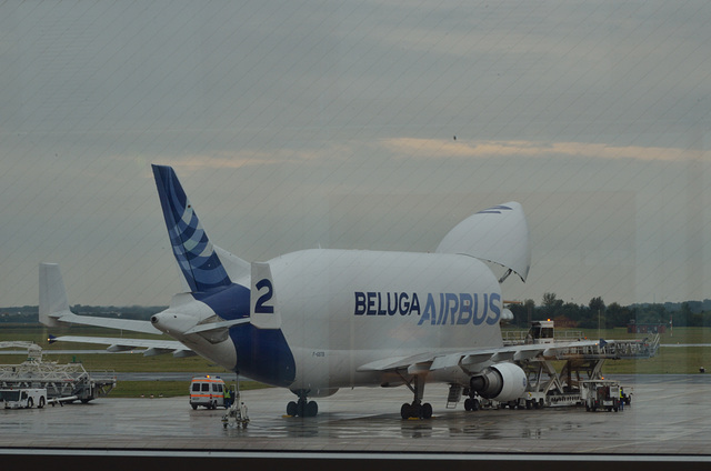 Another Beluga