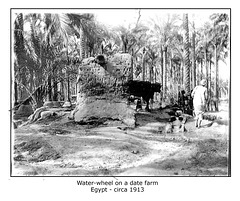 Water wheel - date farm Egypt -  circa 1913 - photo by H.T.Sutters
