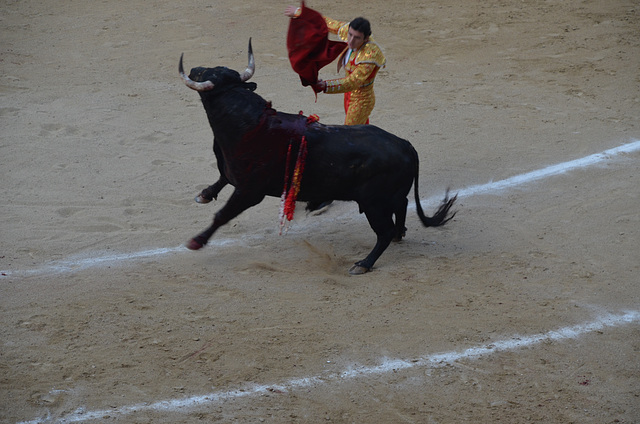 Madrid Bullfights