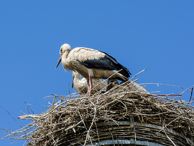 Alsace: Une Cigogne blanche ( Ciconia ciconia ). 08