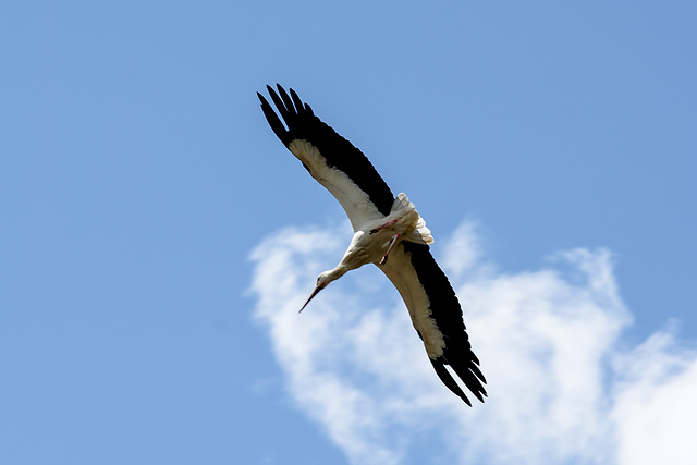 Alsace: Une Cigogne blanche ( Ciconia ciconia ). 11