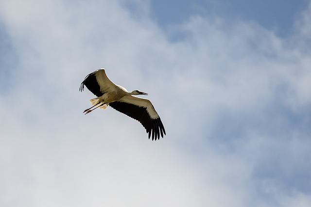 Alsace: Une Cigogne blanche ( Ciconia ciconia ). 12