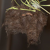 Clio Tiger Moth Caterpillar Pupating Nest (with Inset Silhouette)