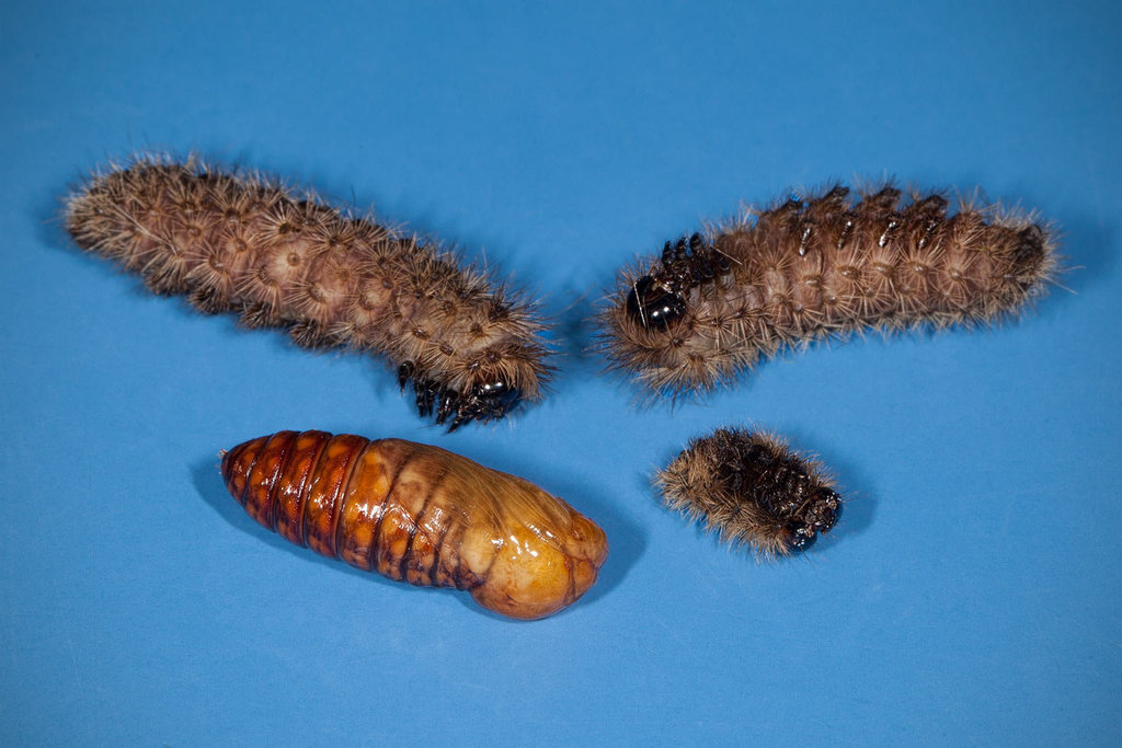 Pre-Putating Clio Tiger Moth Caterpillars and Pupas (please see the notes on the picture!)