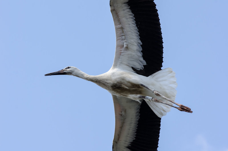 Alsace: Une Cigogne blanche ( Ciconia ciconia ). 15