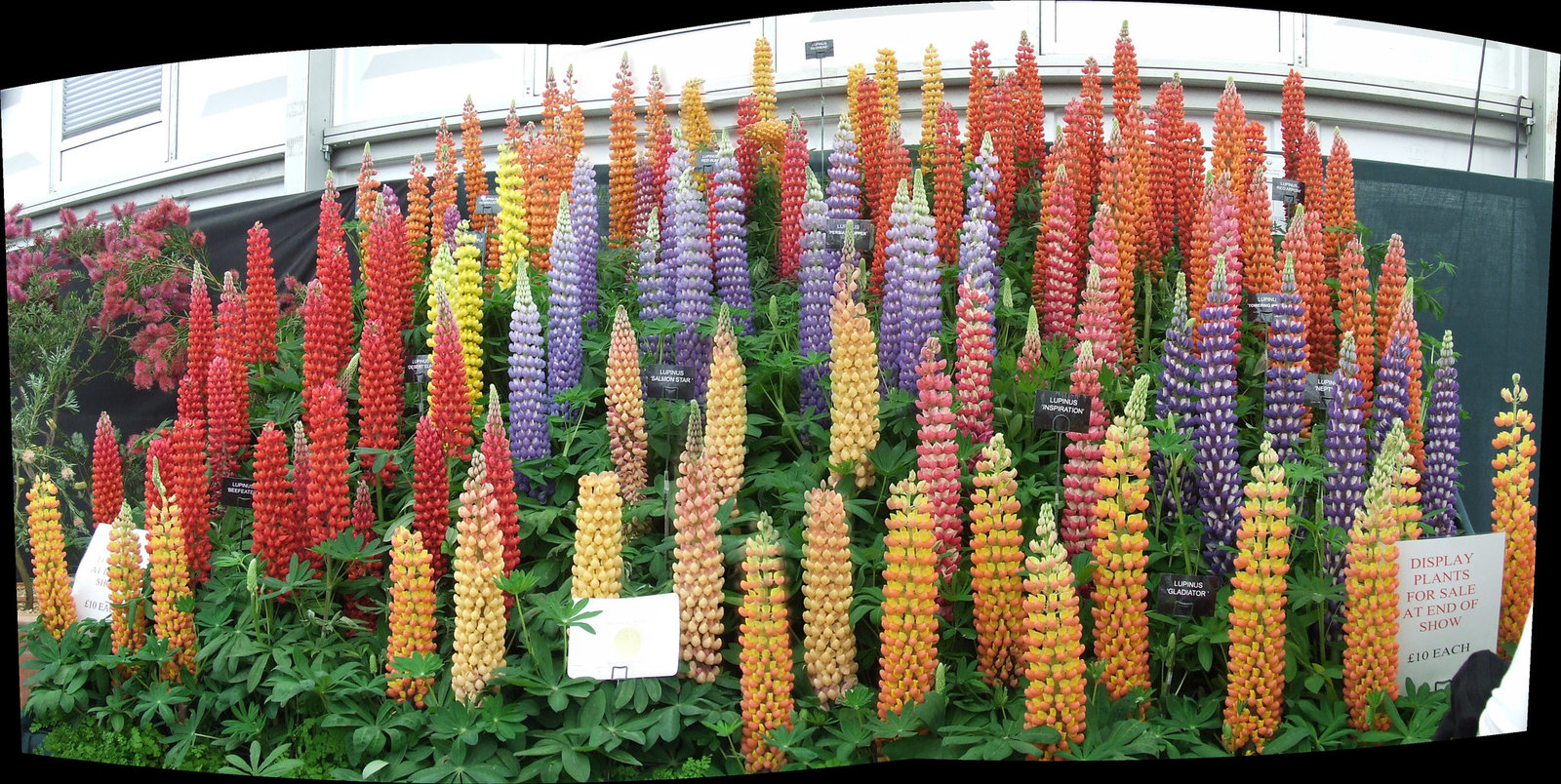 Lupinus Panoramus