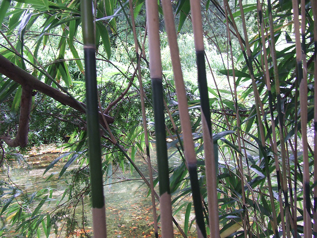 Bamboo