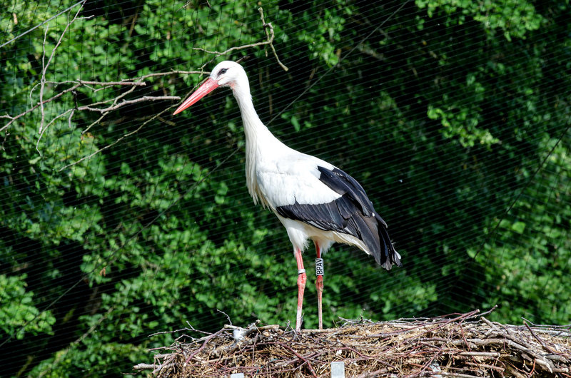 Alsace: Une Cigogne blanche ( Ciconia ciconia ). 18