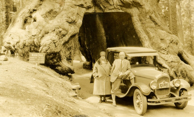 Souvenir Photo of Man and Woman at the Wawona Tree