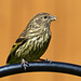 Pine Siskin