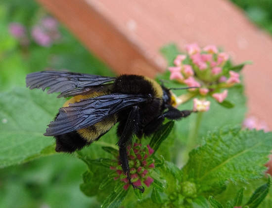 Bumblebee on Lantana