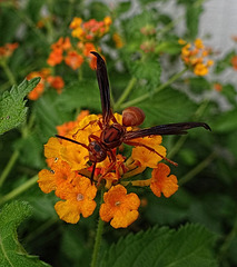 Wood Wasp on Lantana