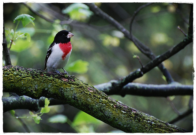 Red breasted Grossbeak *