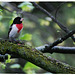 Red breasted Grossbeak *