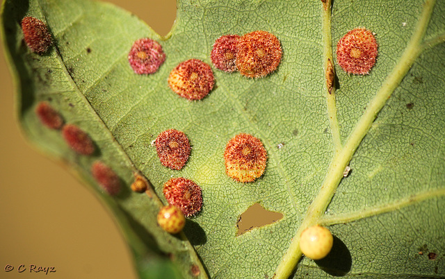 Flat Galls on Oak