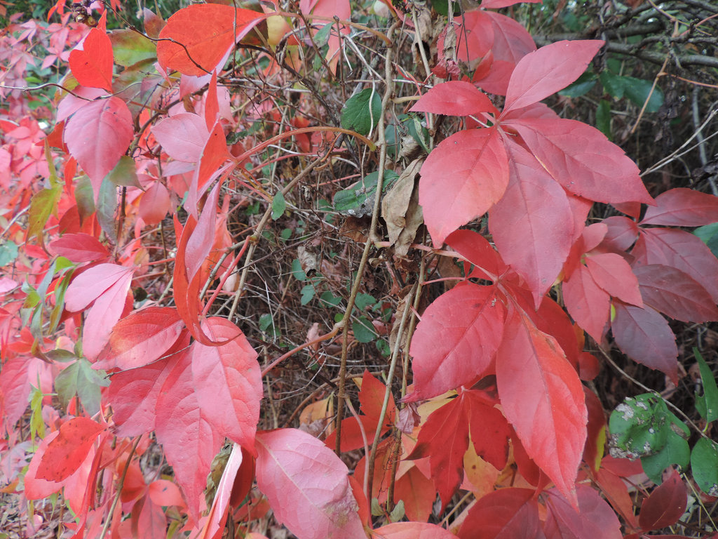 Wildhecke - Herbstfarben