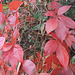 Wildhecke - Herbstfarben