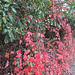 Herbstfarben - Wildhecke am Maisfeld